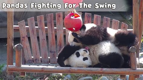 Pandas Fighting For The Swing Ipanda Youtube