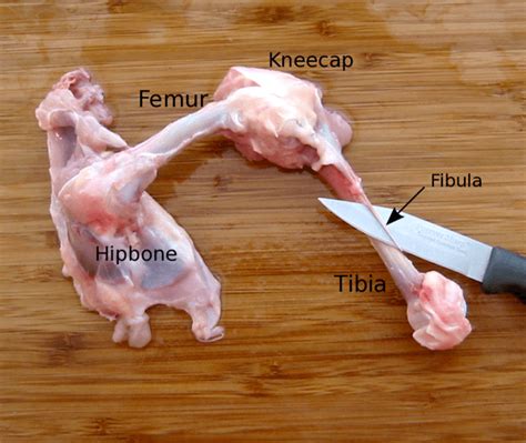 Boning a chicken but keeping it whole is a whole lot easier than it seems. Chicken Thighs Have Bones | Skeletal and muscular system ...