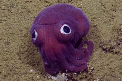 This googly eyed stubby squid might make your day / Boing ...