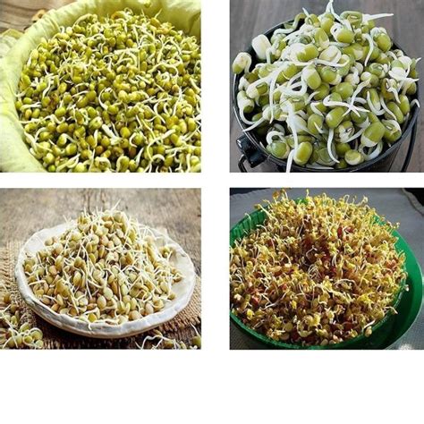 Mostshop Hygienic Sprout Maker With 3 Container Organic Home Making