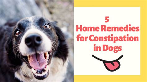 Home Remes For Constipated Puppy Bios Pics
