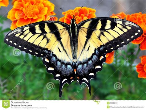 Tiger Swallowtail Butterfly Oriental Foto De Stock Imagem De Flores