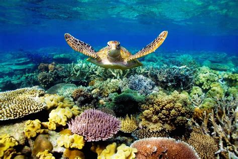 If Great Barrier Reef Crisis Is A Win What Does Losing Look Like To