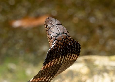 King Cobra Ophiophagus Hannah —
