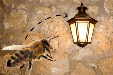 Are Honey Bees Attracted To Light Bee Professor