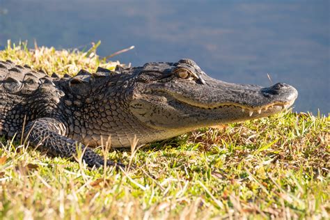 Mating Mania: Alligators Find Love In Unexpected Places