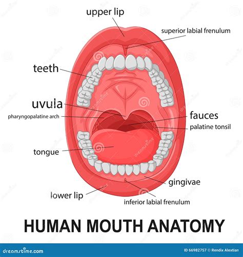 Human Mouth Anatomy Open Mouth With Explaining Stock Vector Image