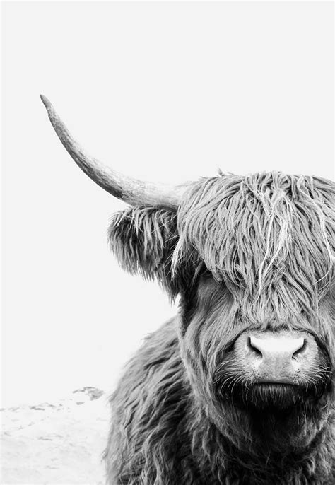 Highland Cow Print Large Wall Art Black And White Wall Art Cow Photo