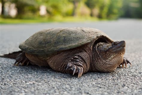 Snapping Turtles Diet And Feeding Life Minutiae And Basic Facts