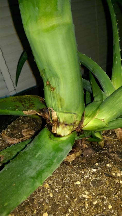 Types of aloe plants (with pictures and names). Ask a Question forum→Indoor Aloe Plant Problems - Garden.org