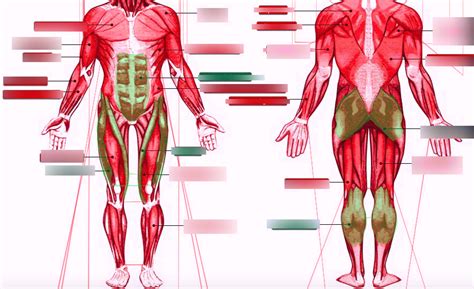 Left Body Side Anatomy