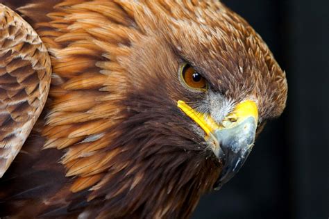 127 mobile walls 13 art 54 images 98 avatars 4 gifs. Golden Eagle Wallpapers - Wallpaper Cave