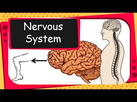 Involuntary action — an involuntary action is one which occurs without the conscious choice of an organism. Science - Our Nervous System and voluntary - involuntary ...
