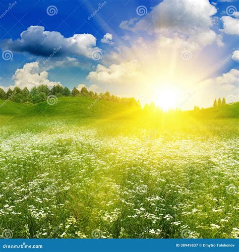 Beauty Summer Field Under Bright Evening Sun Stock Image Image Of