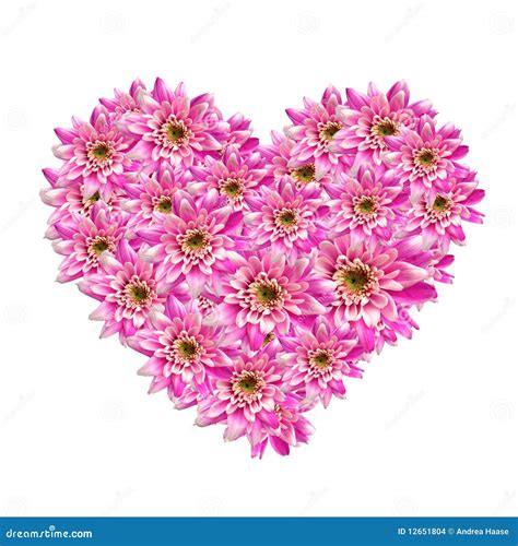 Flower Heart Stock Photo Image Of Dahlia Love Flower 12651804