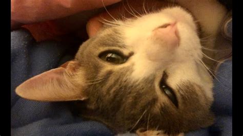 Rita explains what it all means, and if this is normal behavior. 【変な癖】猫がひたすら布団を逆さまに揉む動画 The cat making biscuits upside down ...