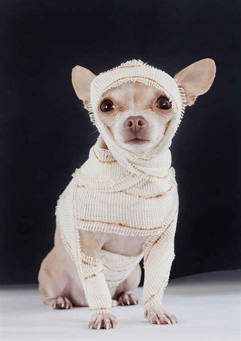 Chihuahua Costume Ideas Pets Lovers