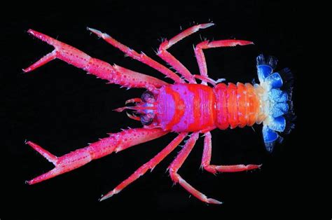 Squat Lobsters Colorful Kings Of The Ocean Floor