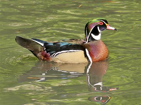 North American Wood Duck At The Wwt London Wetland Centre Flickr