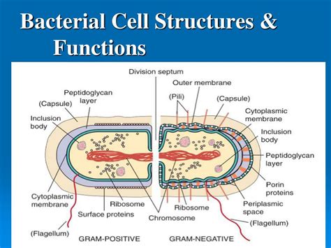 Ppt Bacterial Cell Structure Powerpoint Presentation Free Download