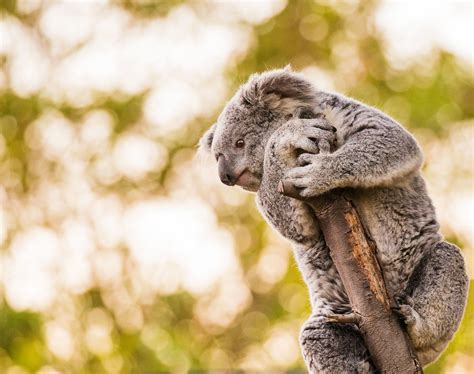 Koala Hug Myconfinedspace