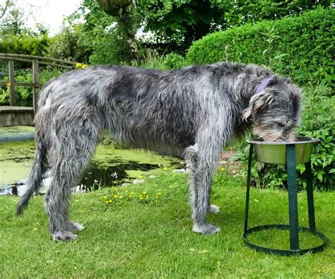 Irish Wolfhound Cost Puppy Price And Additional Expenses