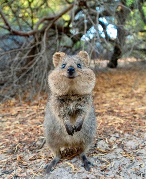 The Quokka Is The Happiest Animal On Earth Happy Animals Cute Funny