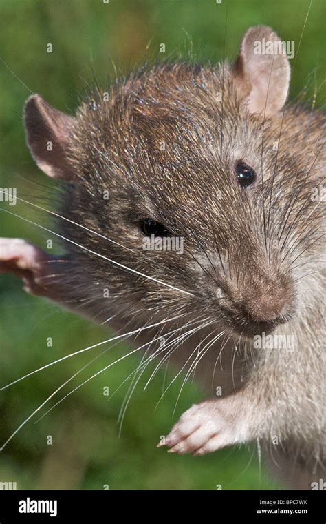 Close Up Images Of The Common Or Brown Rat Rattus Norvegicus Stock