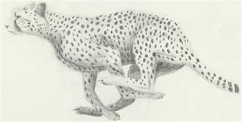 Cheetah Sketch By Aki Rain On Deviantart