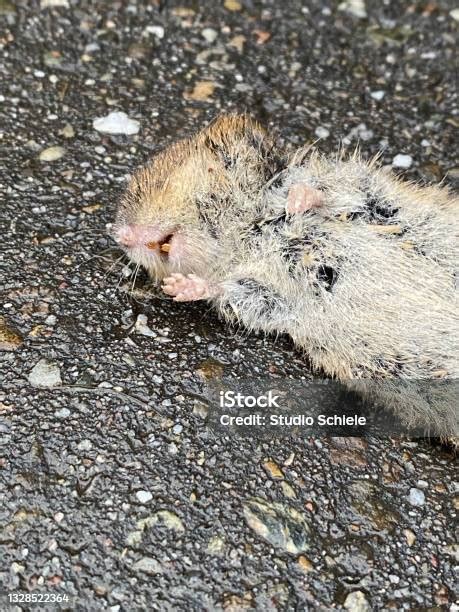 Tikus Mati Terletak Menyamping Di Jalan Basah Foto Stok Unduh Gambar