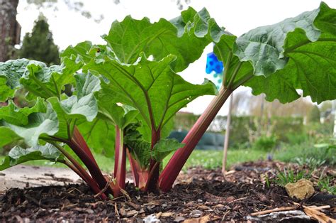 How To Grow Rhubarb In A Pot Or In The Garden Plant Instructions