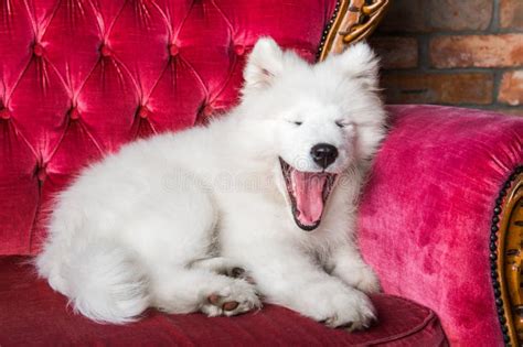 Samoyed Dog Puppy On The Red Luxury Couch Stock Image Image Of Clever