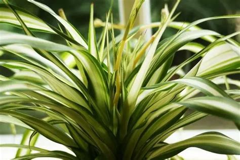27 Shade Loving House Plants For Low Light Home Or Dark Room