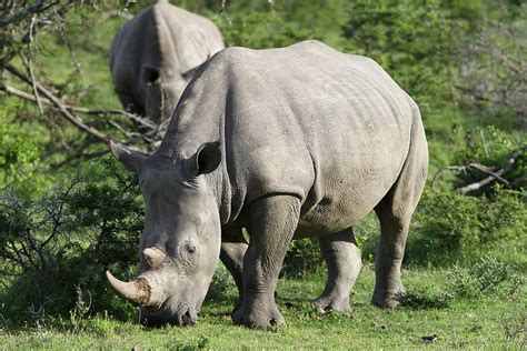 South African White Rhinoceros 019 Photograph By Bob Langrish Pixels