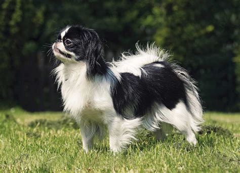 Japanese Chin Dog Breed Information And Facts Pictures Pets Feed
