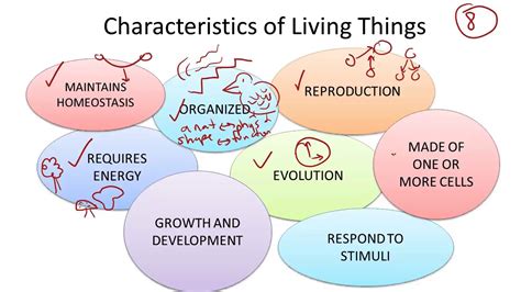 💐 The 8 Characteristics Of Living Things 8 Characteristics Of Living