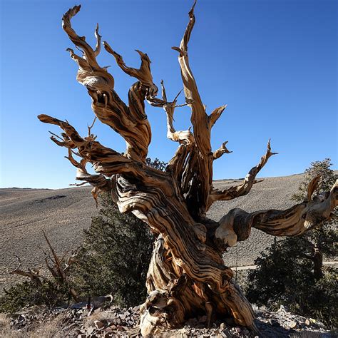 Bristlecone Pine Methuselah