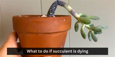 What To Do If Succulent Is Dying