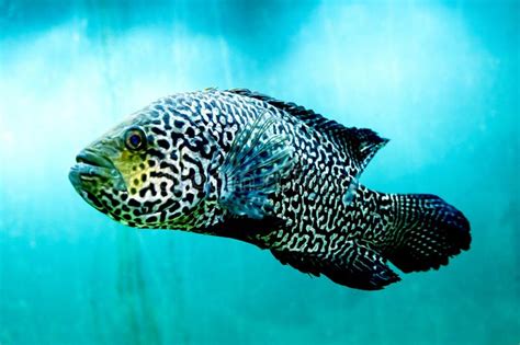 Big Fish In Clear And Clear Blue Water Close Up The Beauty Of The