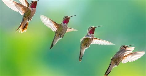 Wild Hummingbirds Can See Colors That Humans Cant — Study