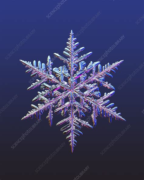 Stellar Dendrite Snowflake Light Micrograph Stock Image C0480134