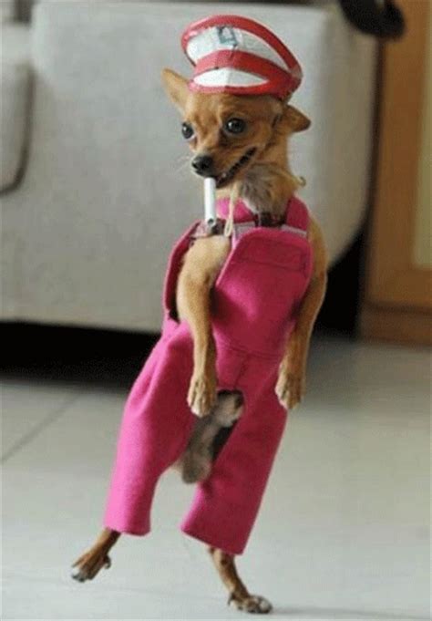 Funny Dogs Dressed Up 1 Dump A Day