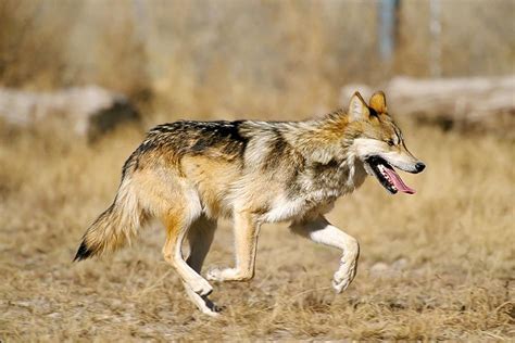 Report Mexican Gray Wolf Is A Subspecies Keeps Endangered Status