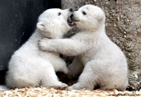 Baby Polar Bear Amazing Wallpapers