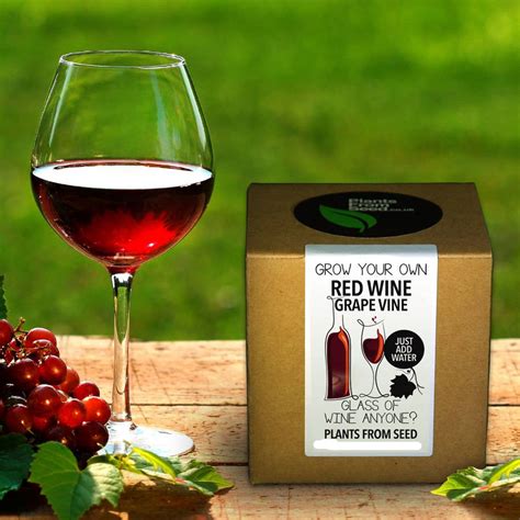 Grow Your Own Red Wine Grape Vine By All Things Brighton Beautiful