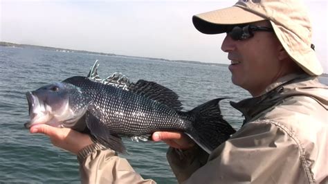 Jigging With The New Bucktail Flexi Jigs To Catch Sea Bass Tautog Scup And Bluefish Youtube