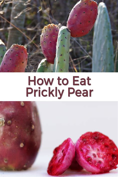 prickly pear recipes artofit