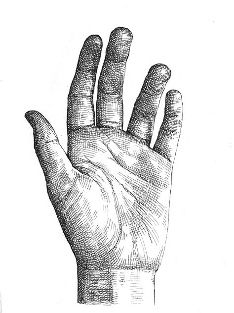 Crosshatching How To Draw A Hand Artists And Illustrators