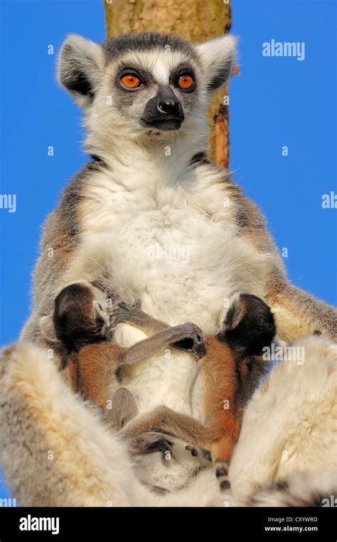 Female Ring Tailed Lemur Hi Res Stock Photography And Images Alamy