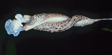 Leopard Slugs Mate In The Most Beautifully Bizarre Way And Nobody